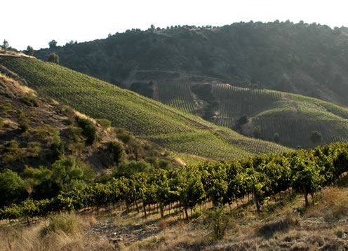 Cachapoal Valley, Rancagua - CHILE 