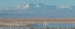 Laguna Chaxa, Guide of San Pedro de Atacama, What to do in San Pedro, Chile.  San Pedro de Atacama - CHILE