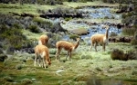Las Vicunas National Reserve.  Putre - CHILE