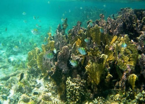 Corales del Rosario and San Bernardo National Marine Natural Park