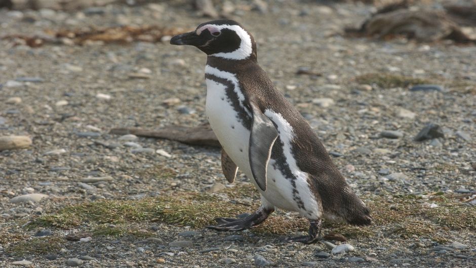 Magellanic penguin, Guia de Fauna. RutaChile.   - BRAZIL