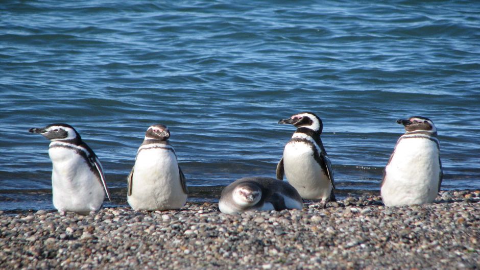 Magellanic penguin, Guia de Fauna. RutaChile.   - ARGENTINA