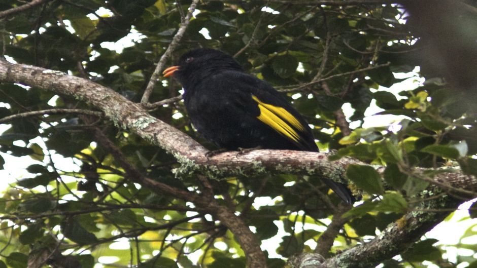 Black Cotinga (Tijuca atra) is a species of bird in the family Coti.   - BRAZIL