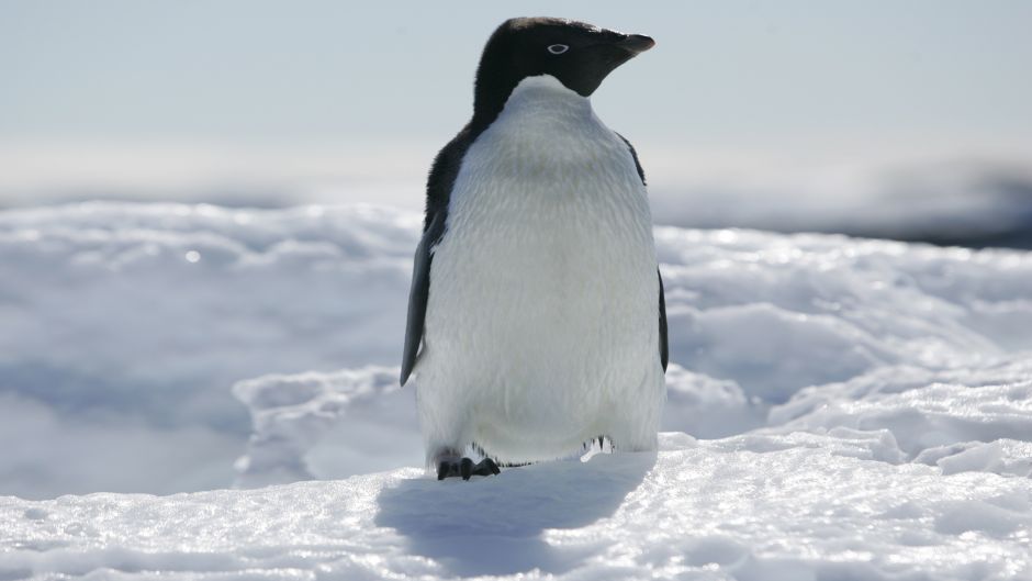 Penguin Adelaide, Guia de Fauna. RutaChile.   - 