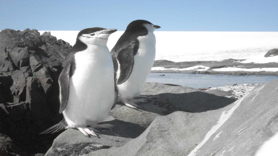 Penguin Adelaide, Guia de Fauna. RutaChile.   - CHILE