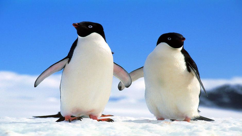 Penguin Adelaide, Guia de Fauna. RutaChile.   - CHILE