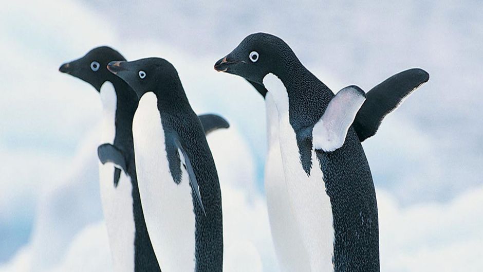 Penguin Adelaide, Guia de Fauna. RutaChile.   - ARGENTINA