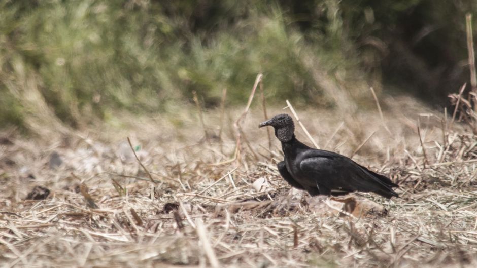 Black-headed vulture, Guia de Fauna. RutaChile.   - CHILE