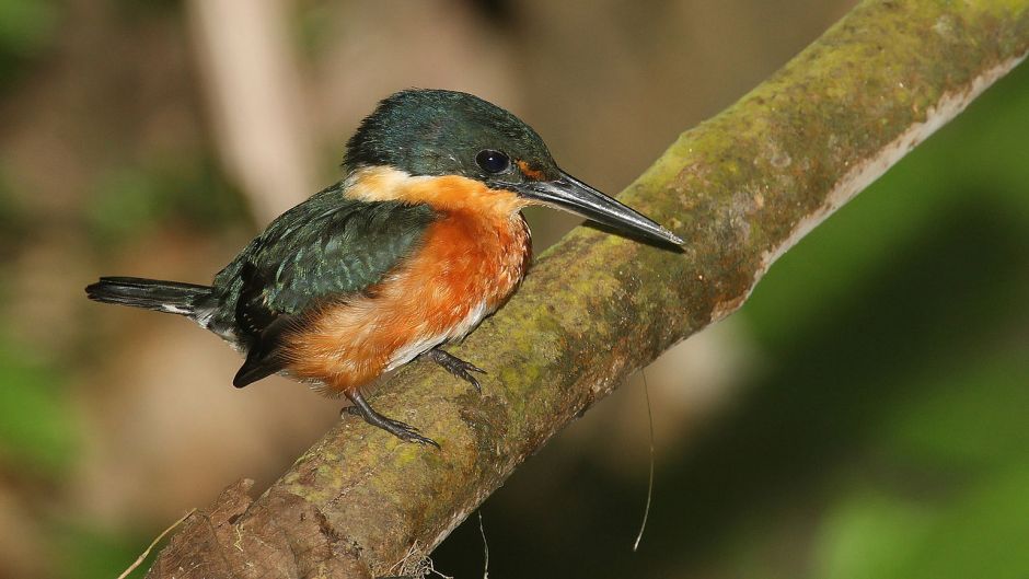 amazonian kingfisher.   - COLOMBIA