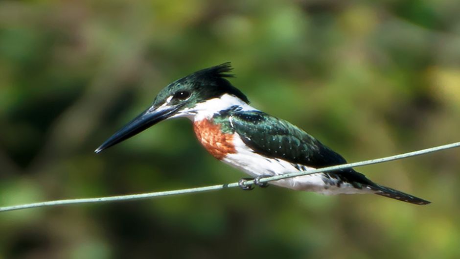 amazonian kingfisher.   - Guatemala