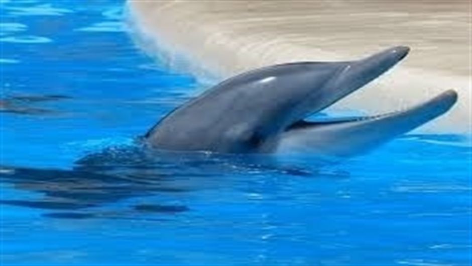 Bottle nose dolphin.   - PERU