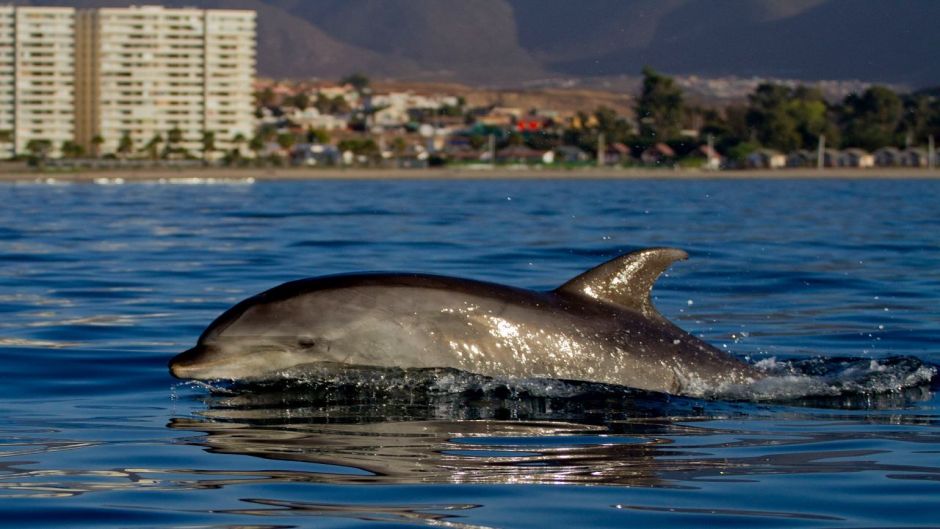Bottle nose dolphin.   - Spain