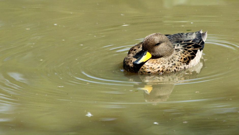 Duck jergon Small, Guia de Fauna. RutaChile.   - CHILE