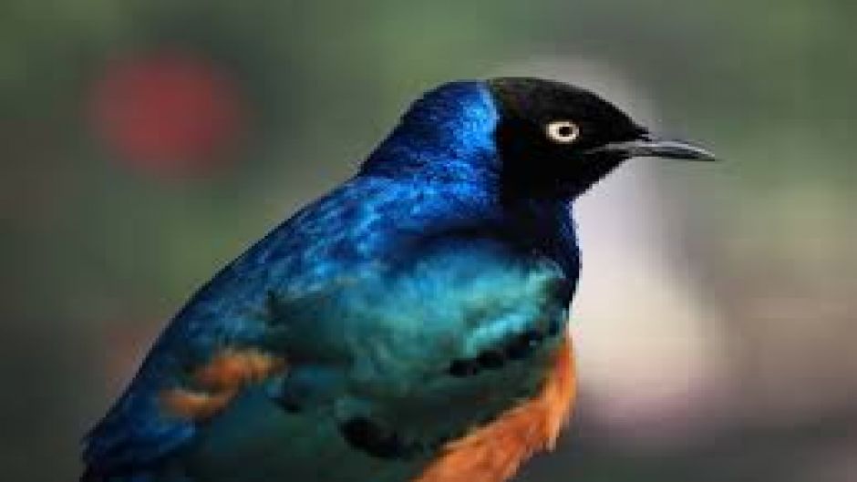 Superb starling.   - South Africa
