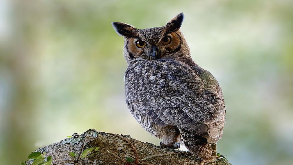 Owl.   - Venezuela