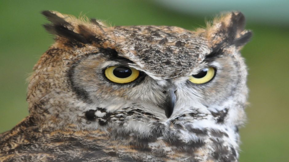 Owl.   - Uruguay