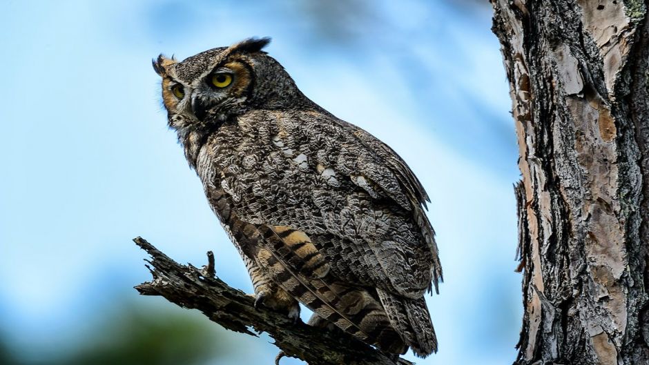 Owl.   - Uruguay