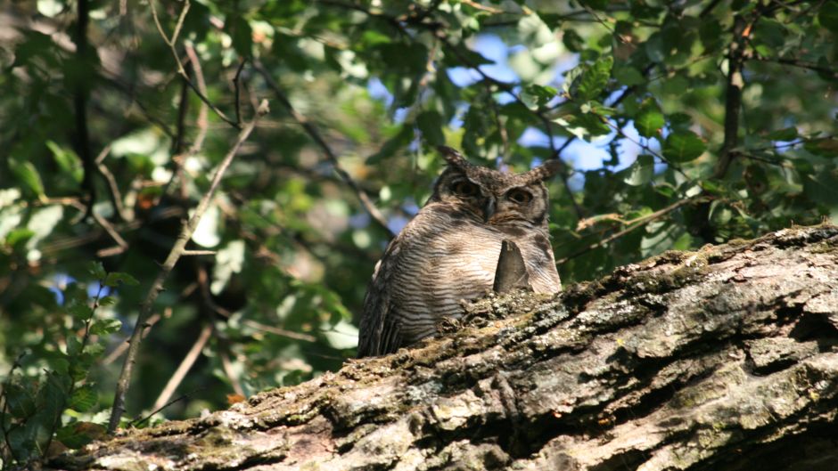 Magellanic owl.   - CHILE