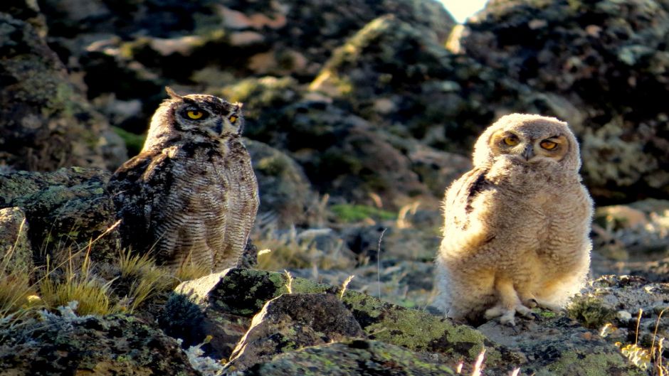 Magellanic owl.   - CHILE