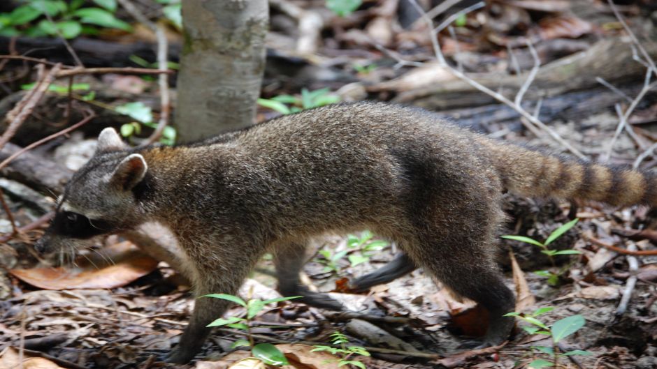 South American raccoon.   - Paraguay