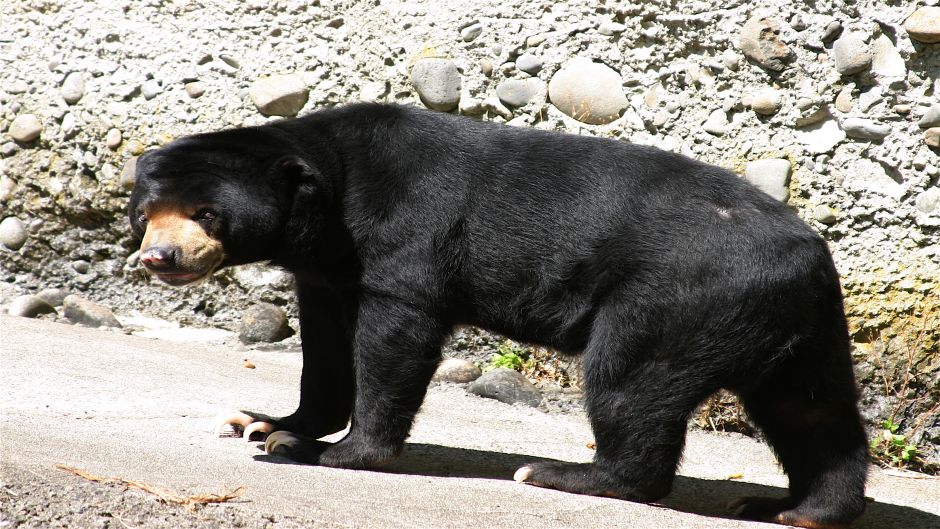 Malay Bear.   - India