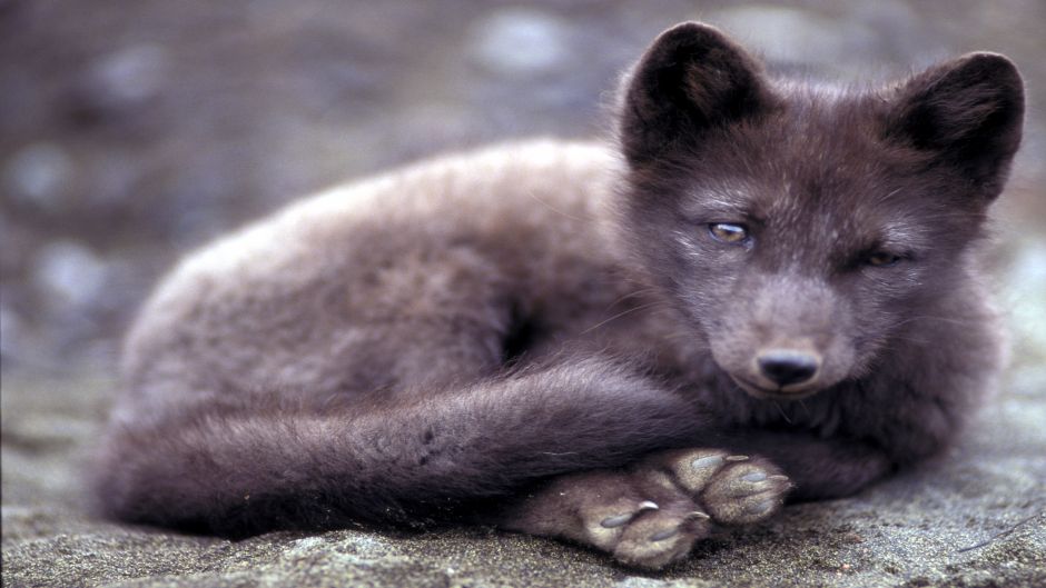 Arctic Fox.   - 