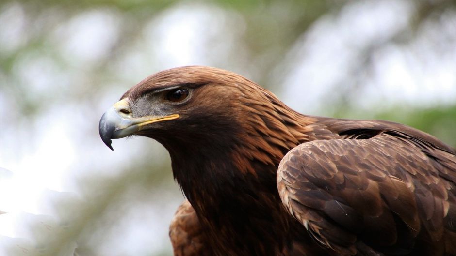 Eagle, bird guide..   - CHILE