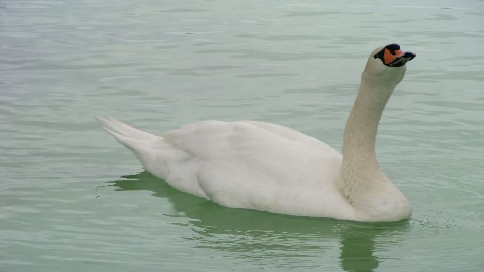 Coscoroba Swan, Guia de Fauna. RutaChile.   - BRAZIL