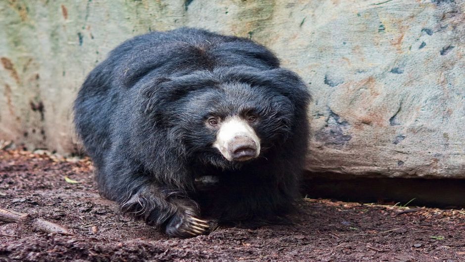 Sloth Bear.   - India