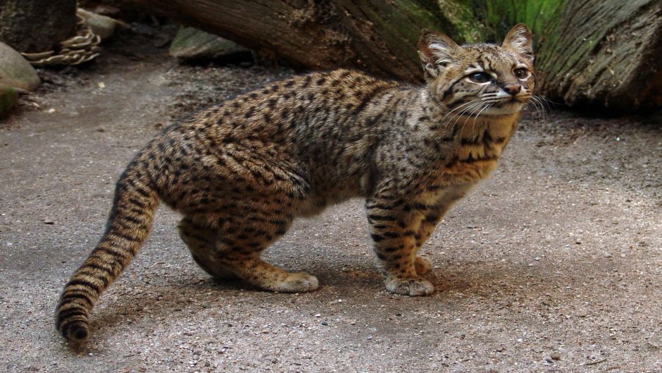 South American Wildcat, Guia de Fauna. RutaChile.   - BOLIVIA