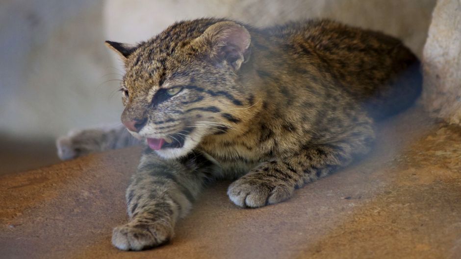 South American Wildcat, Guia de Fauna. RutaChile.   - Uruguay