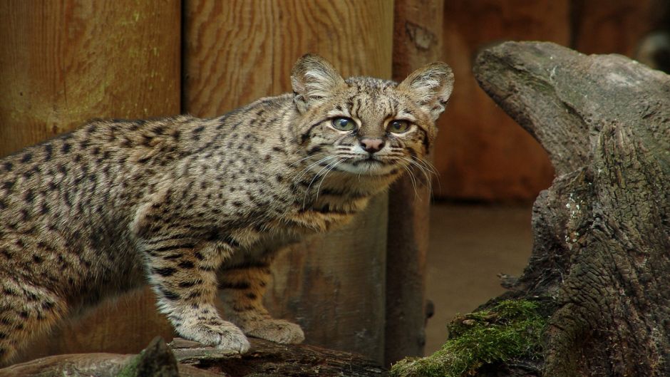 South American Wildcat, Guia de Fauna. RutaChile.   - CHILE