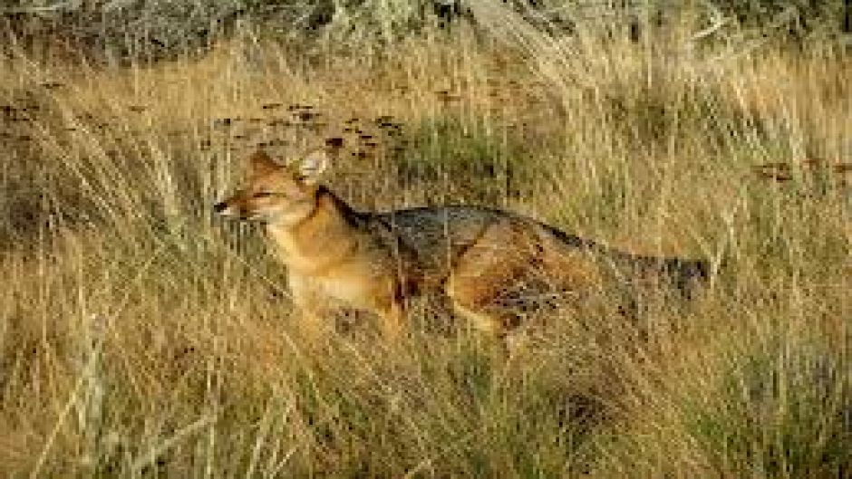 Culpeo Fox, Guia de Fauna. RutaChile.   - COLOMBIA
