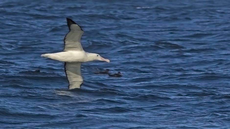 It can easily be confused with his half Wandering Albatross, becaus.   - CHILE