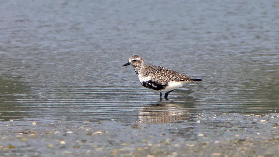 Information Plover Arctic, with black feathers on the neck, chest a.   - CUBA