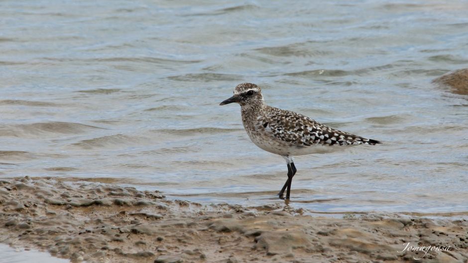 Information Plover Arctic, with black feathers on the neck, chest a.   - Honduras