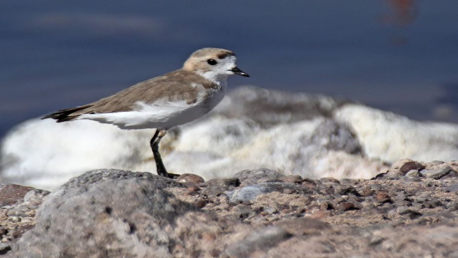 The Puna plover inhabits lakes and lagoons of fresh and salt water .   - BOLIVIA