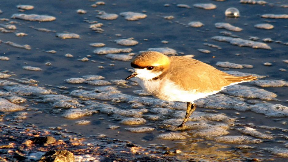 The Puna plover inhabits lakes and lagoons of fresh and salt water .   - PERU