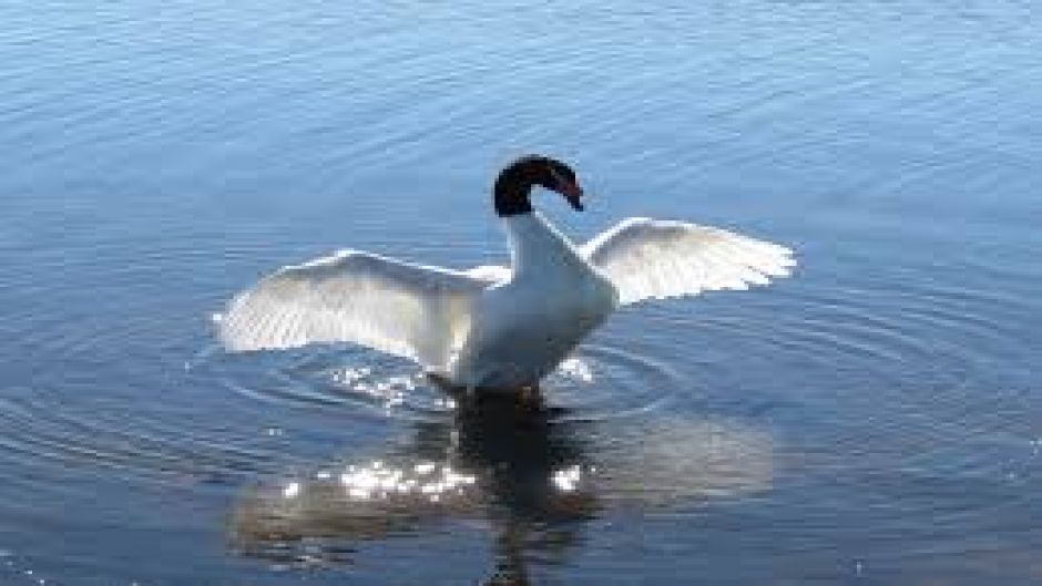 Black-necked Swan, Guia de Fauna. RutaChile.   - CHILE