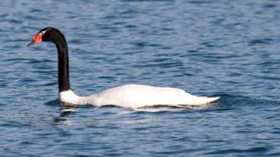 Black-necked Swan, Guia de Fauna. RutaChile.   - CHILE