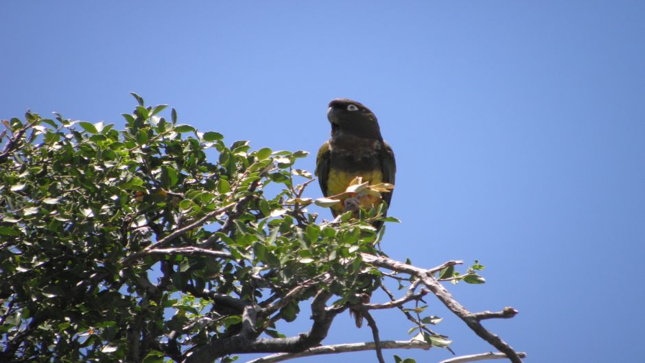 Burrowing parrot, Guia de Fauna. RutaChile.   - CHILE