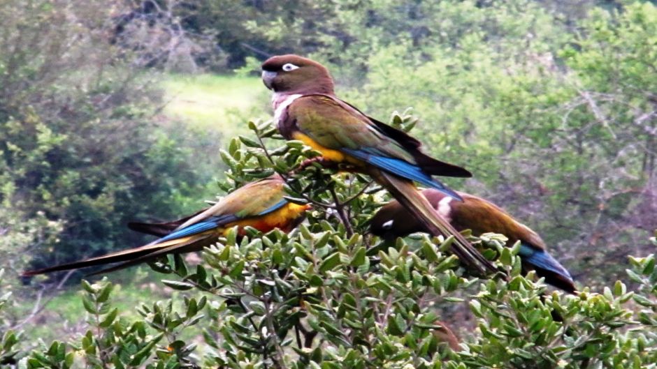 Burrowing parrot, Guia de Fauna. RutaChile.   - 