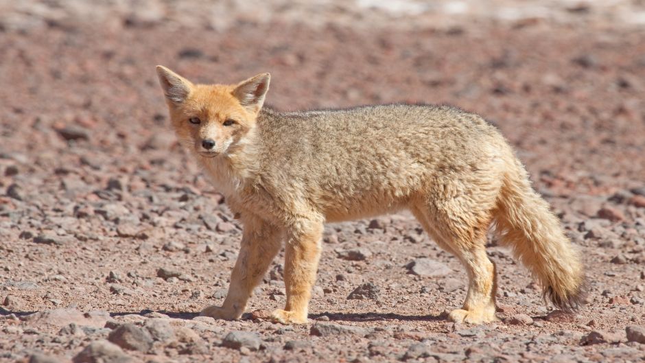 Chilla Fox, Guia de Fauna. RutaChile.   - CHILE