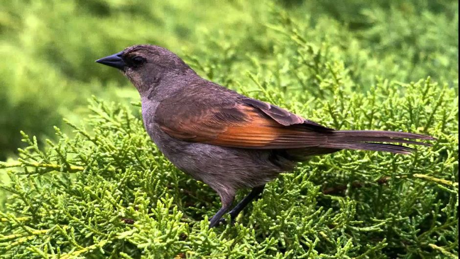 Bay-winged Cowbird, Guia de Fauna. RutaChile.   - BOLIVIA