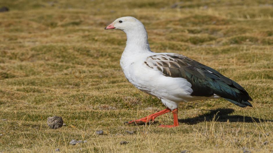 Andean Goose, Guia de Fauna. RutaChile.   - CHILE
