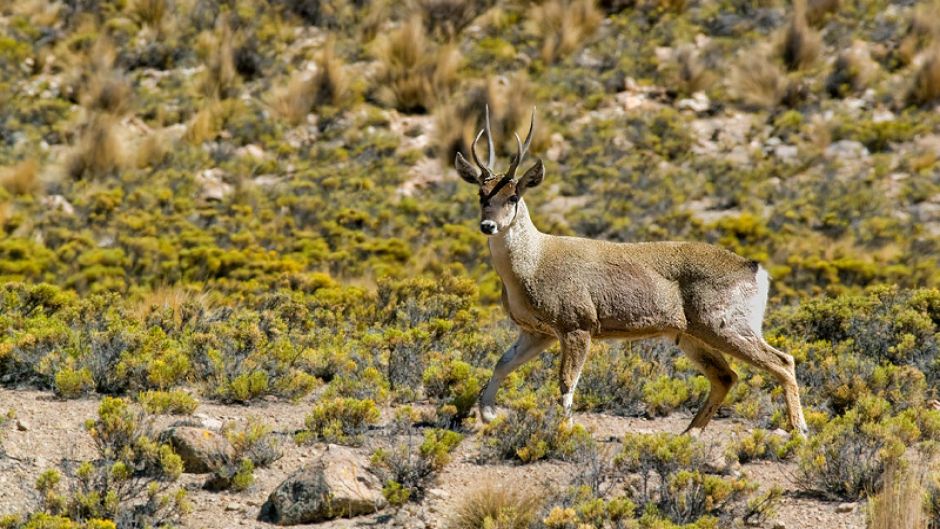 Andean deer, Guia de Fauna. RutaChile.   - PERU