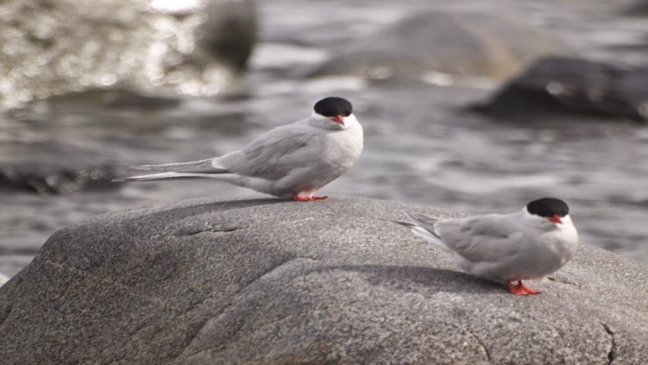 Antarctic tern, Guia de Fauna. RutaChile.   - UNITED STATES