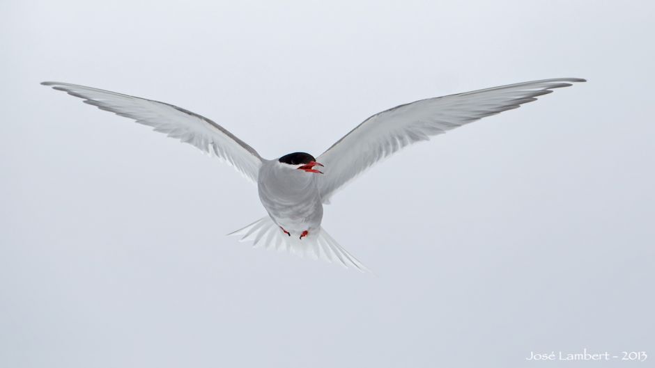 Antarctic tern, Guia de Fauna. RutaChile.   - Iceland