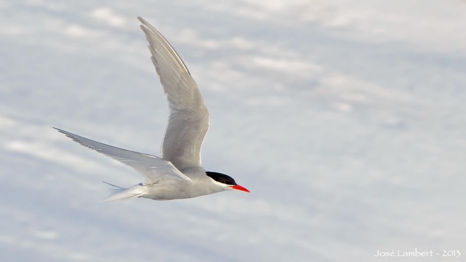 Antarctic tern, Guia de Fauna. RutaChile.   - NORWAY