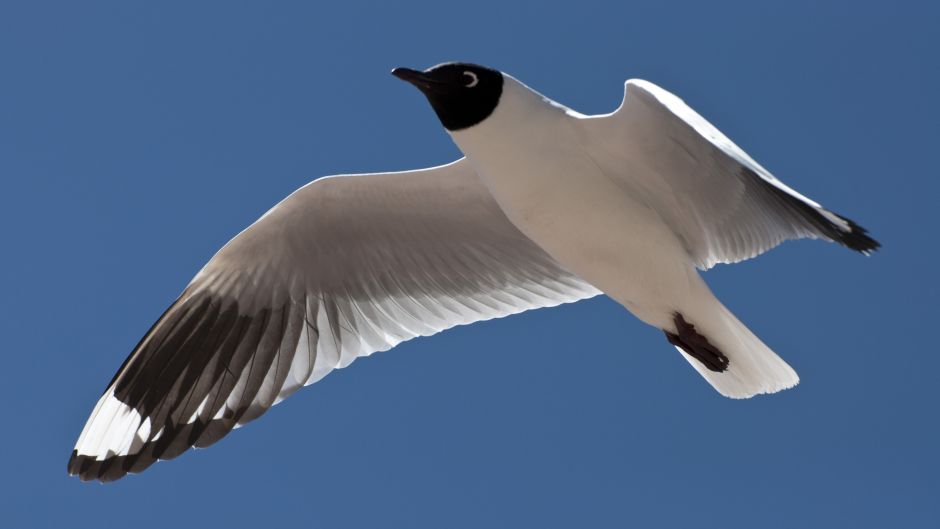 Andean Gull, Guia de Fauna. RutaChile.   - CHILE
